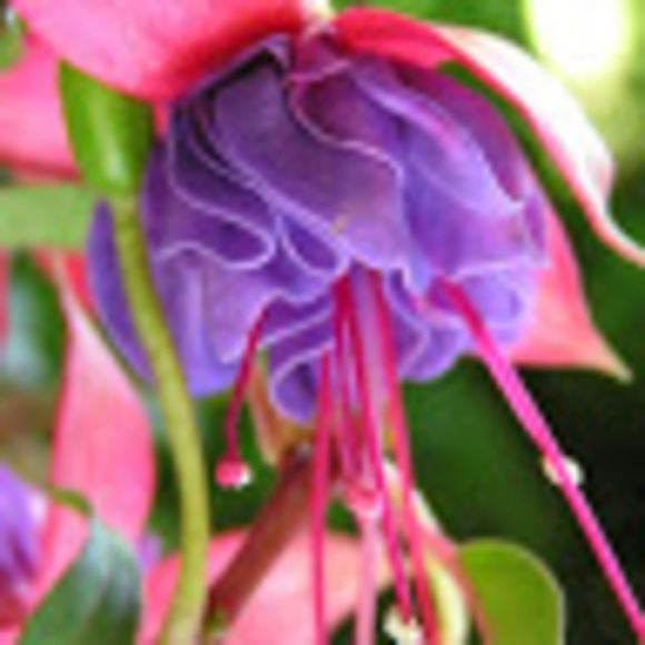 Meet your Posher, Sue - Picture 1 of 1